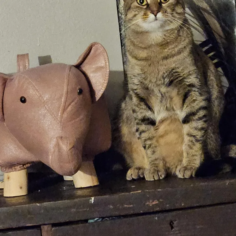 A young medium-sized male Tabby (Gray / Blue / Silver) Tabby cat named Bert for adoption in Nashville, TN