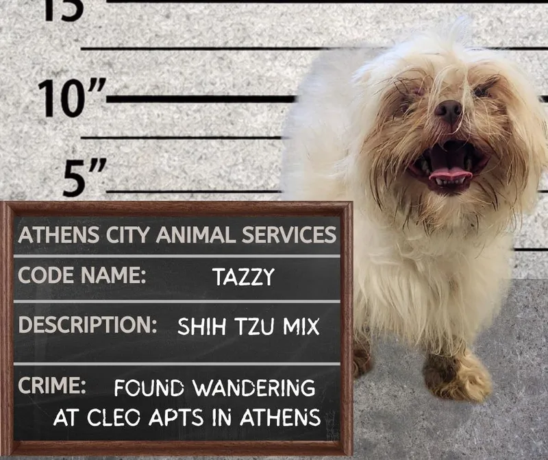 Tazzy  Stray Hold