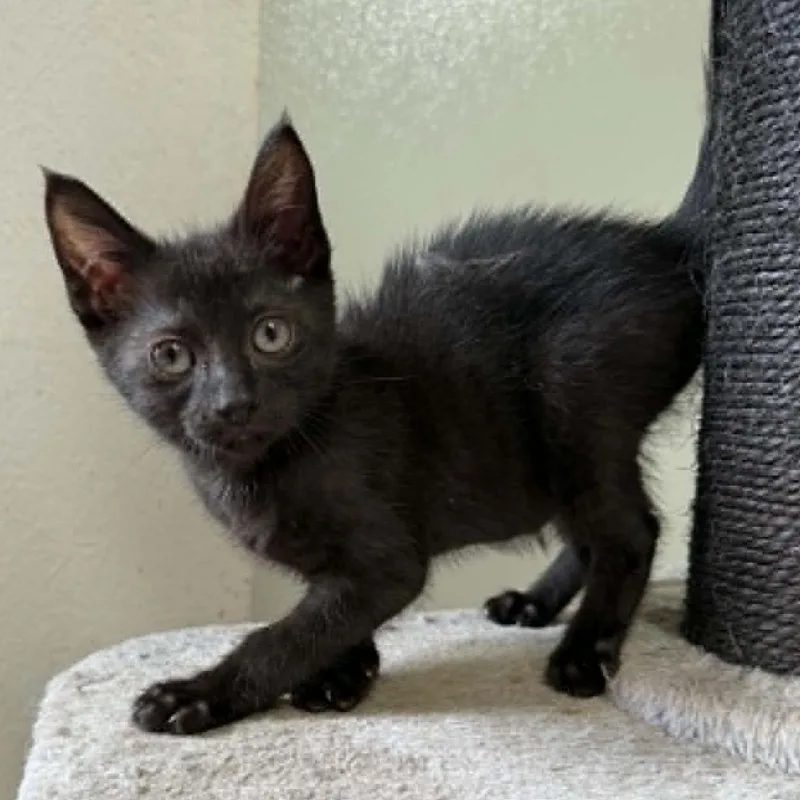 A baby small-sized male Black Domestic Short Hair cat named Bean for adoption in Pine Mountain, GA