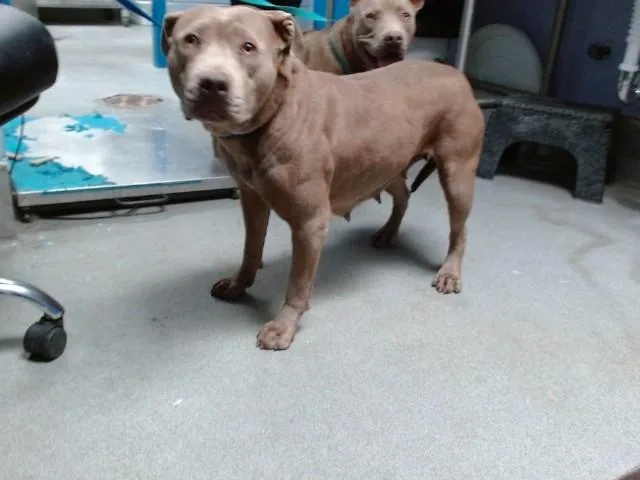 A young medium-sized female Pit Bull Terrier dog named Francine for adoption in Albuquerque, NM