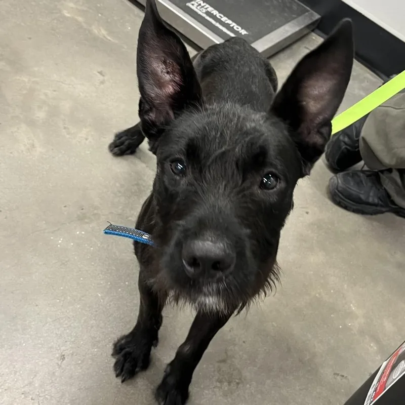 A young medium-sized male Black Wirehaired Terrier dog named Captain for adoption in Tampa, FL