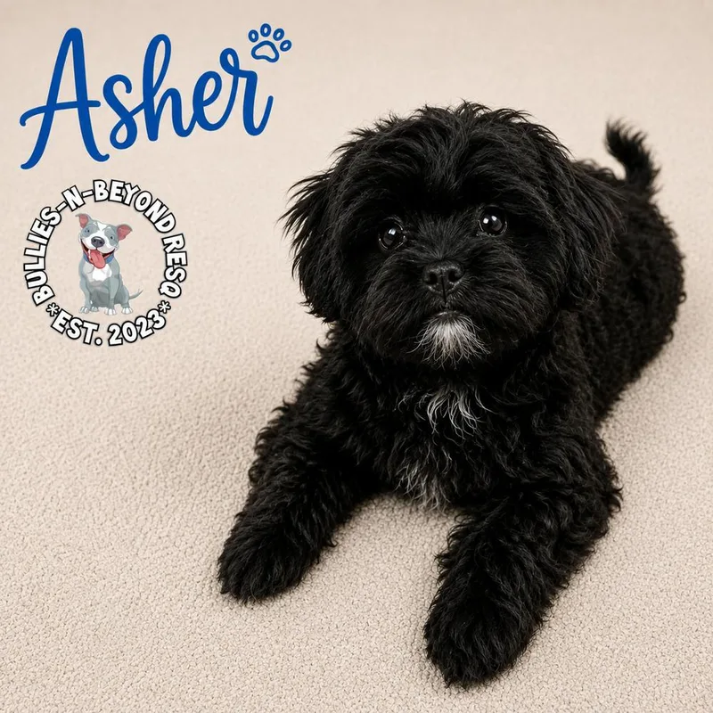 A baby small-sized male Black Shih Tzu dog named Asher for adoption in Omaha, NE