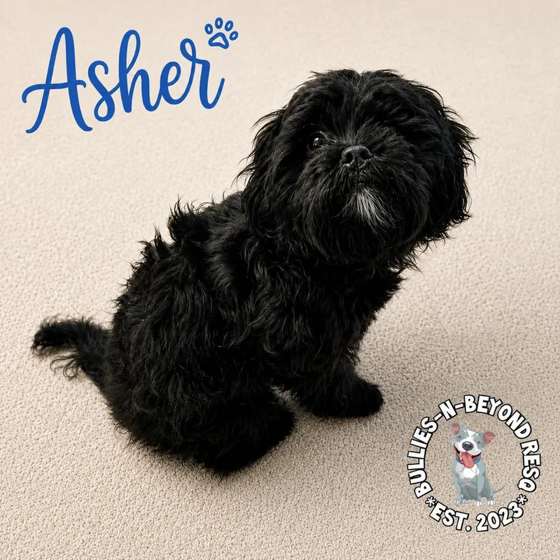 Asher thumbnail 2