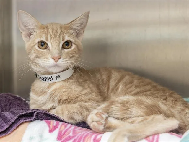 A baby small-sized male Domestic Medium Hair cat named Android for adoption in Phoenix, AZ