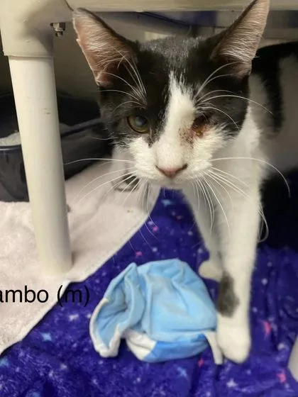 A young medium-sized male Domestic Short Hair cat named Lambo for adoption in Hobart, IN