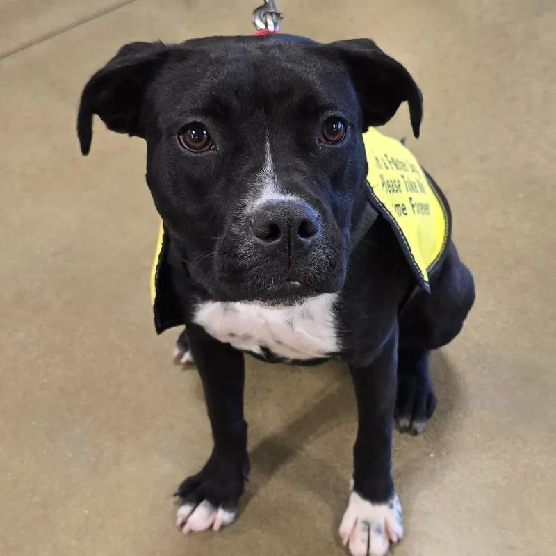 Claressa Shields thumbnail 2