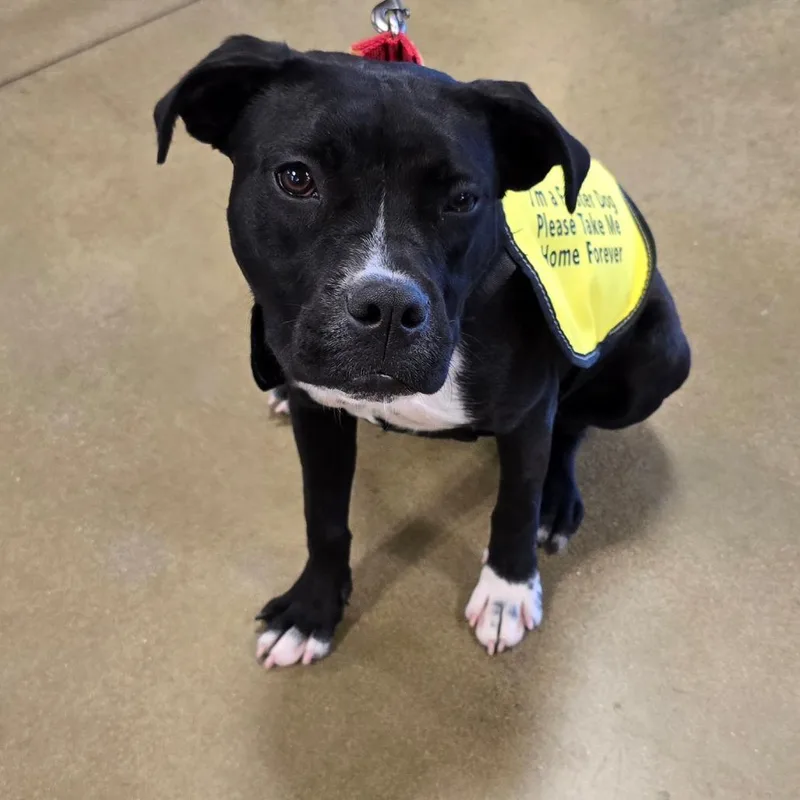 Claressa Shields thumbnail 3