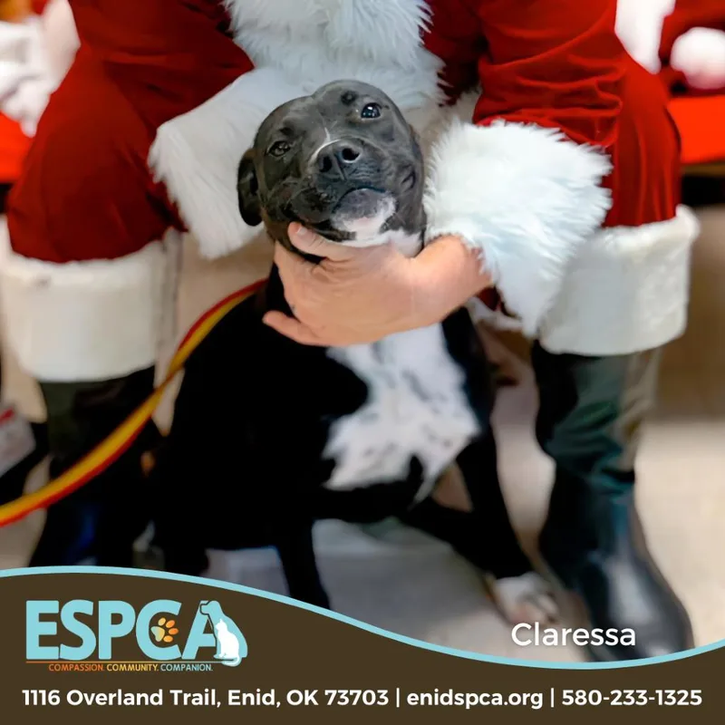 Claressa Shields thumbnail 4