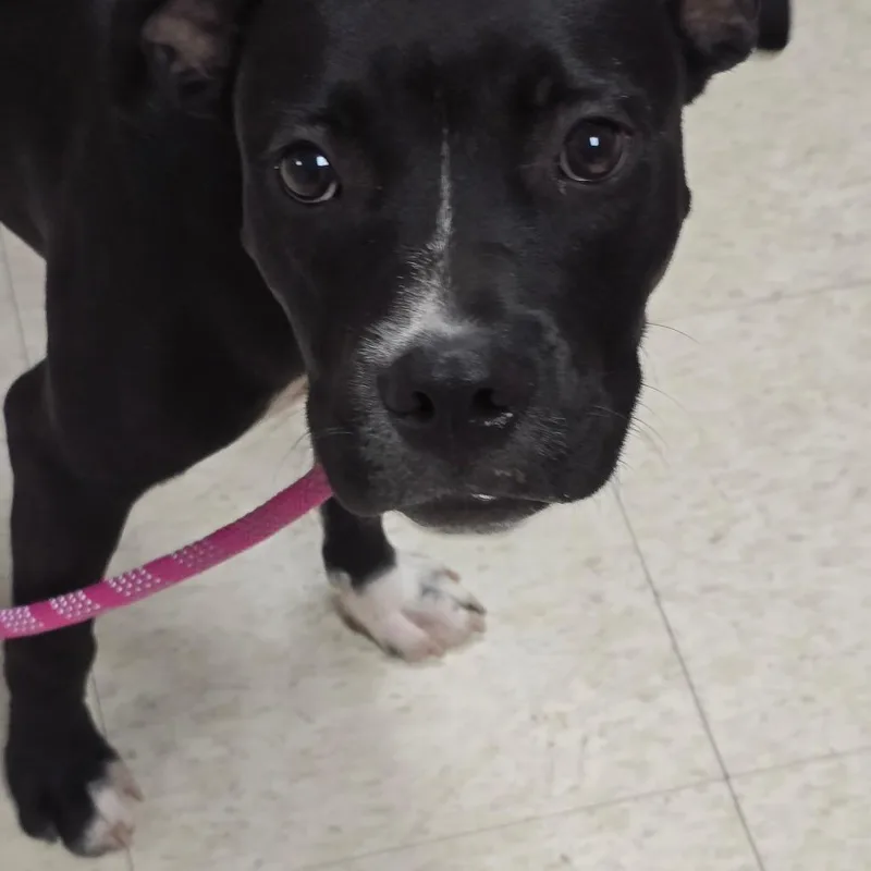 Claressa Shields thumbnail 5