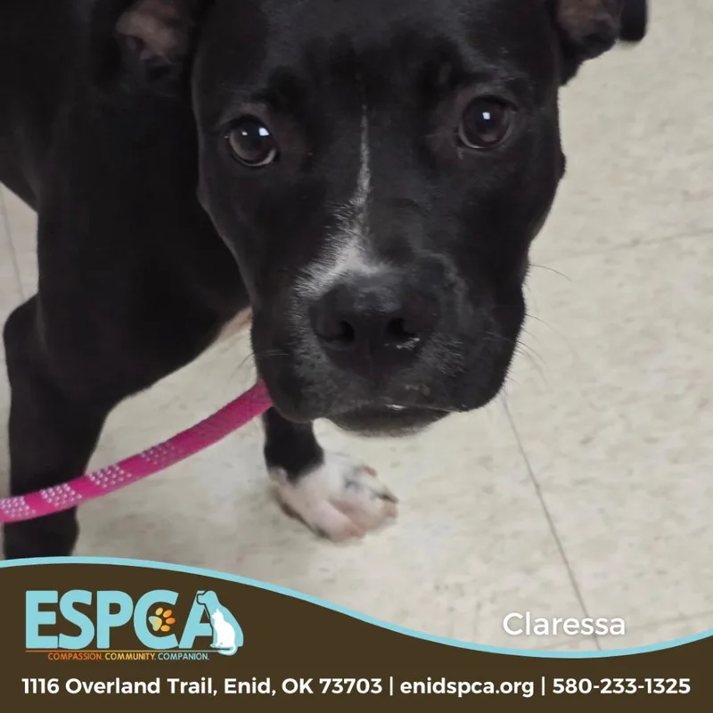 Claressa Shields thumbnail 6