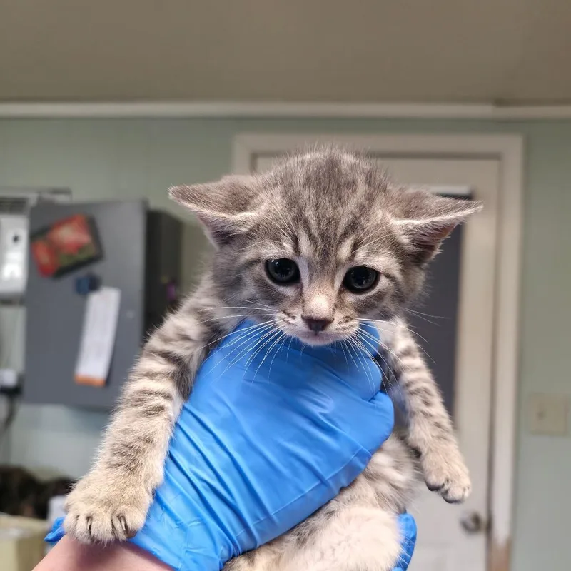 A baby small-sized male Brown / Chocolate Domestic Short Hair cat named Trawler for adoption in Mount Juliet, TN