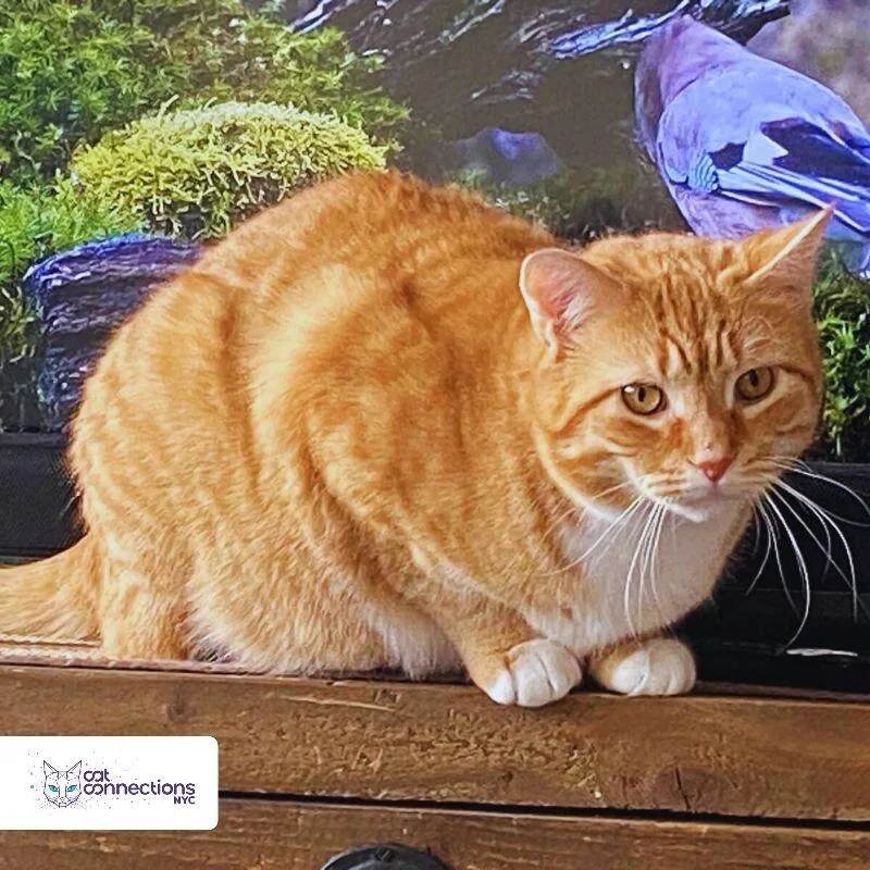 An adult medium-sized male Orange / Red Domestic Short Hair cat named Simba for adoption in Astoria, NY