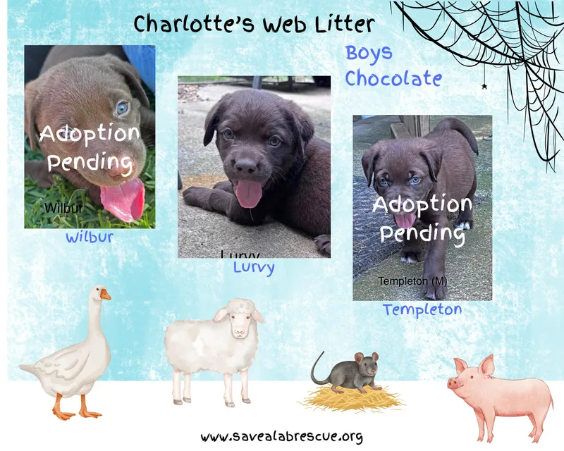 Charlottes Web Litter Boys