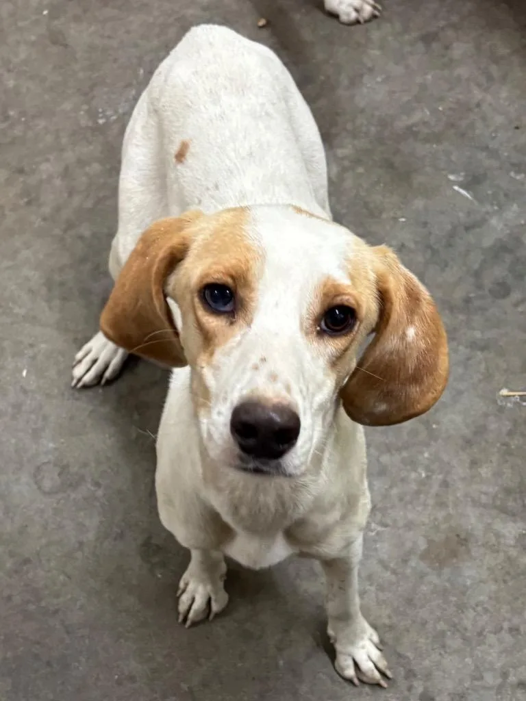 A young medium-sized female Hound dog named Darla for adoption in Swainsboro, GA