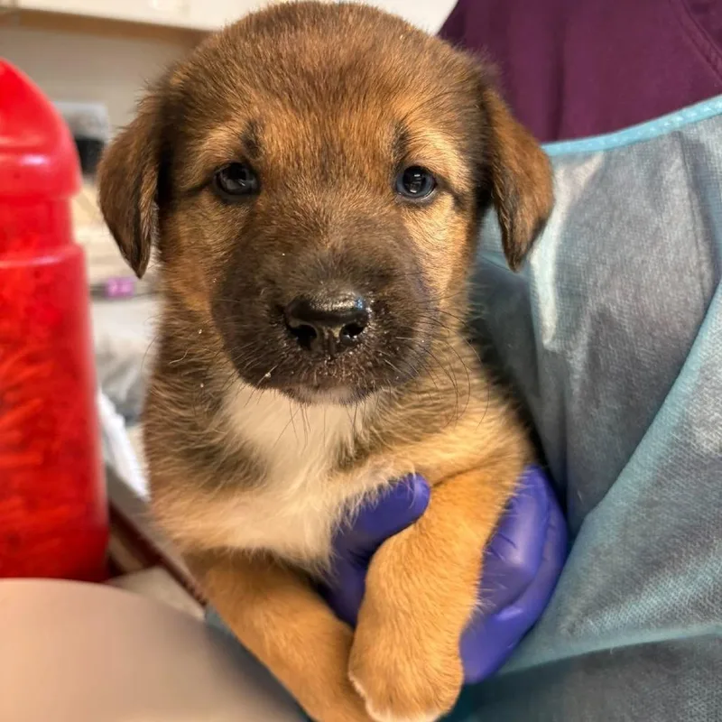 A baby small-sized female Brown / Chocolate Mixed Breed dog named Maple for adoption in Huntington, WV