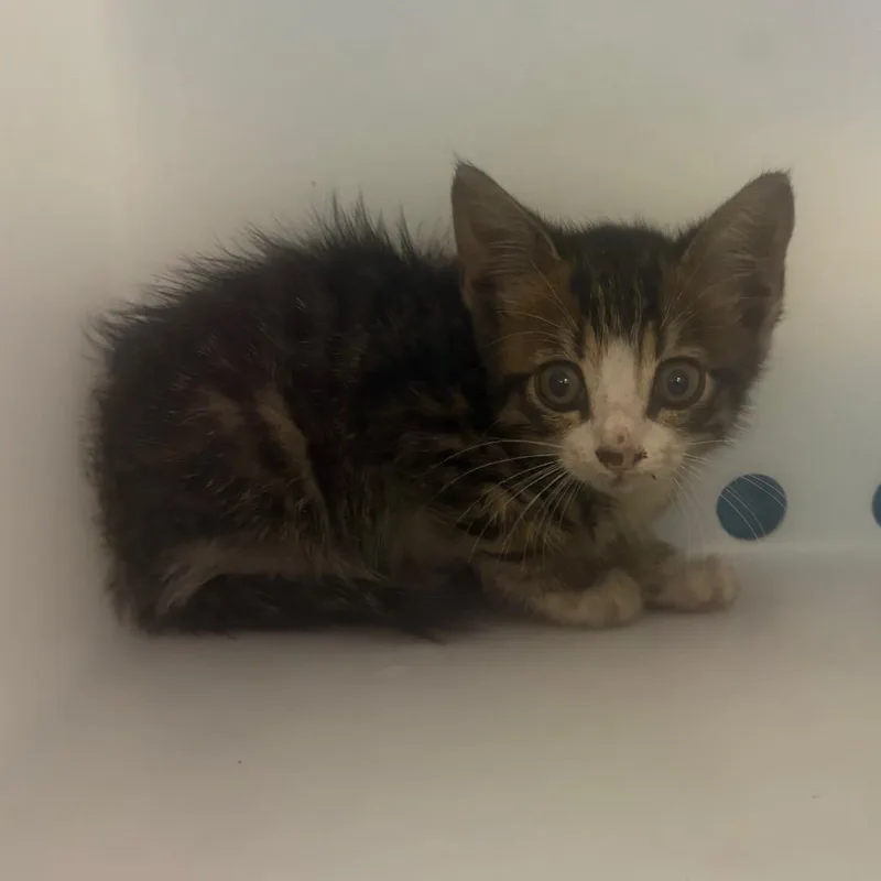 A baby small-sized male Gray / Blue / Silver Domestic Short Hair cat named Straybroadway for adoption in Columbus, GA