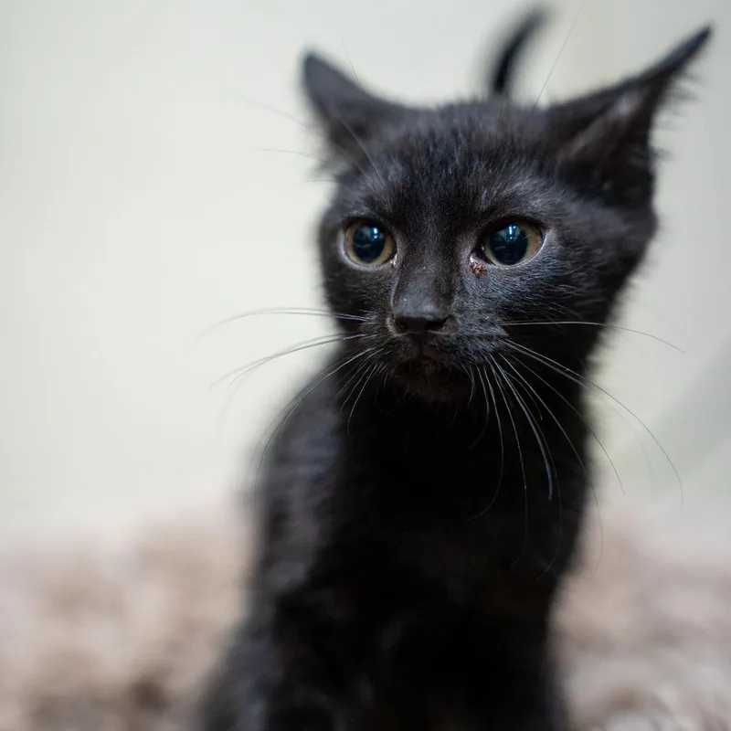 A baby small-sized female Black Domestic Short Hair cat named Elena for adoption in Gainesville, GA