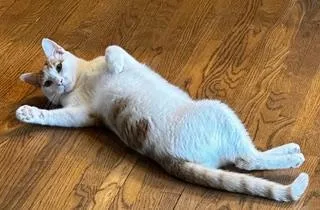 A young medium-sized male Domestic Short Hair cat named Piccolo for adoption in Franklin, TN
