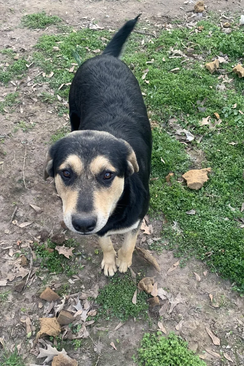 A young large-sized female Turkish Kangal dog named Rose for adoption in Texarkana, TX