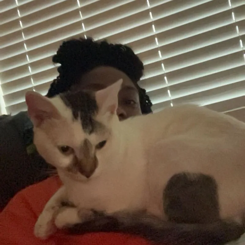 An adult medium-sized male White Domestic Short Hair cat named Gibby for adoption in Houston, TX
