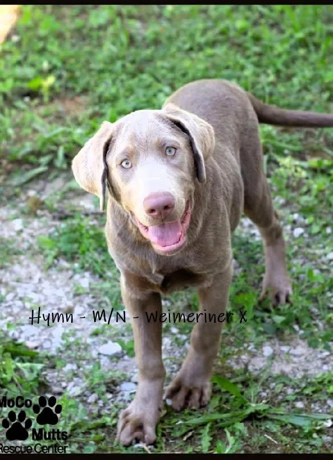 A young medium-sized male Gray / Blue / Silver Weimaraner dog named Hymn for adoption in Chardon, OH
