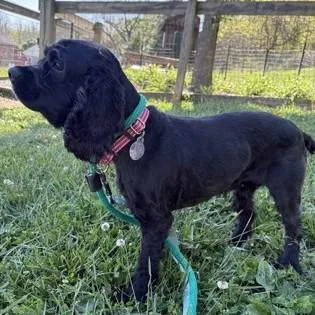 An adult medium-sized female Black Cocker Spaniel dog named Whisper for adoption in Phoenixville, PA