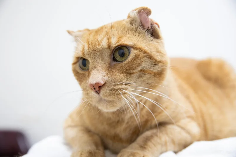 Sandy The Great Pumpkin thumbnail 2