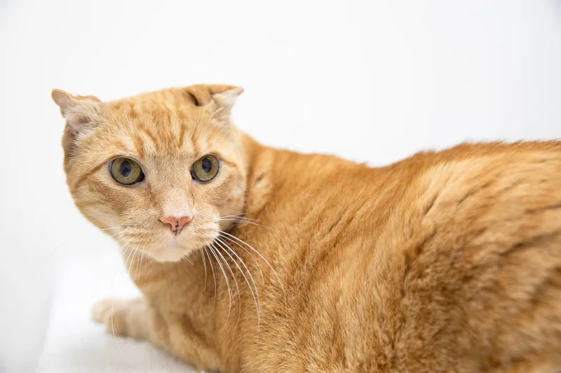 Sandy The Great Pumpkin thumbnail 3