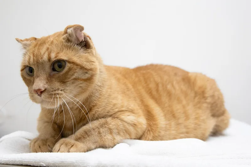 Sandy The Great Pumpkin thumbnail 4