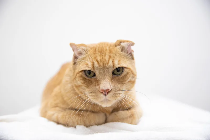 Sandy The Great Pumpkin thumbnail 5