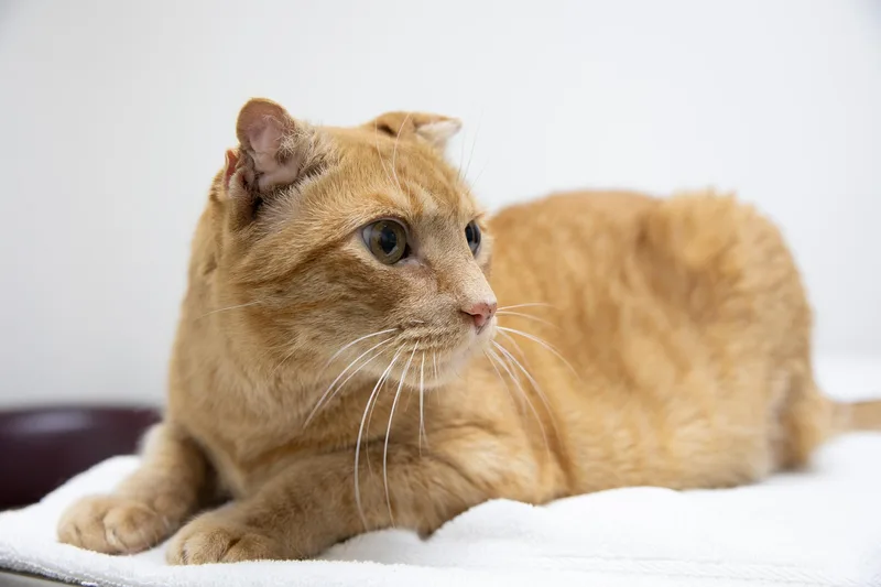 Sandy The Great Pumpkin thumbnail 6