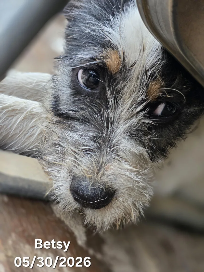 A baby medium-sized female White / Cream Jack Russell Terrier dog named Betsy Ross for adoption in Warren, RI