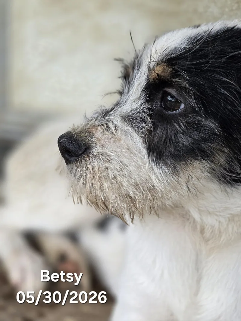Betsy Ross thumbnail 3