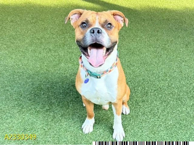 An adult large-sized male Mixed Breed dog named Baraka for adoption in West Palm Beach, FL