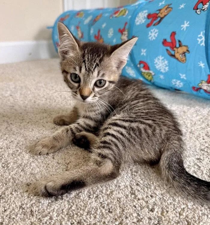 A young medium-sized female Tabby cat named Parsnip for adoption in Garner, NC