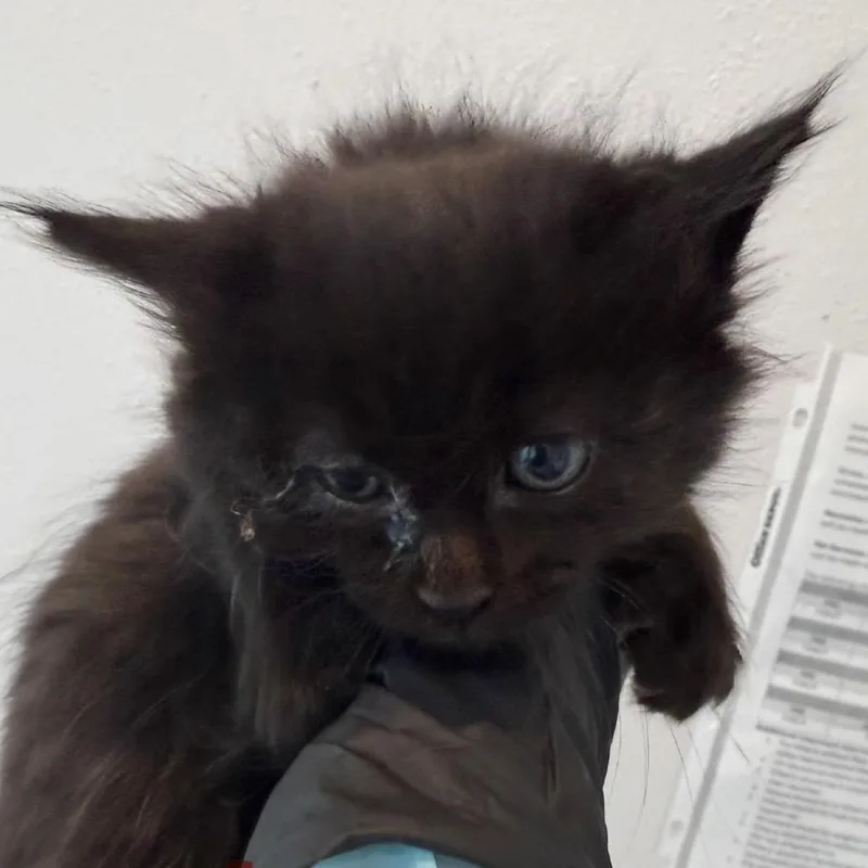 Nutmeg