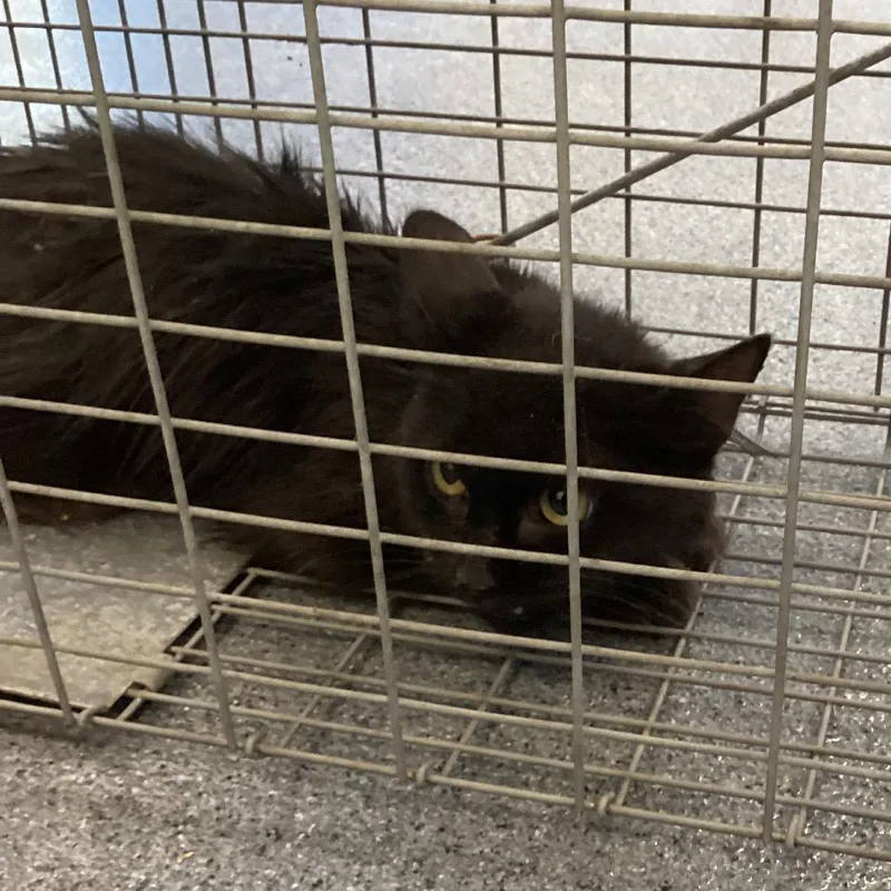 A young small-sized female Black Domestic Short Hair cat named Brisket for adoption in Montgomery, AL