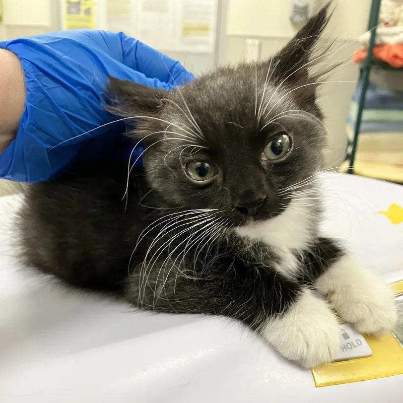 A baby small-sized female Domestic Medium Hair cat named Hersberry for adoption in Las Cruces, NM