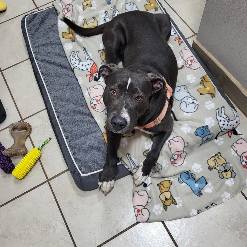 An adult medium-sized female Black Pit Bull Terrier dog named Jade for adoption in Branford, CT