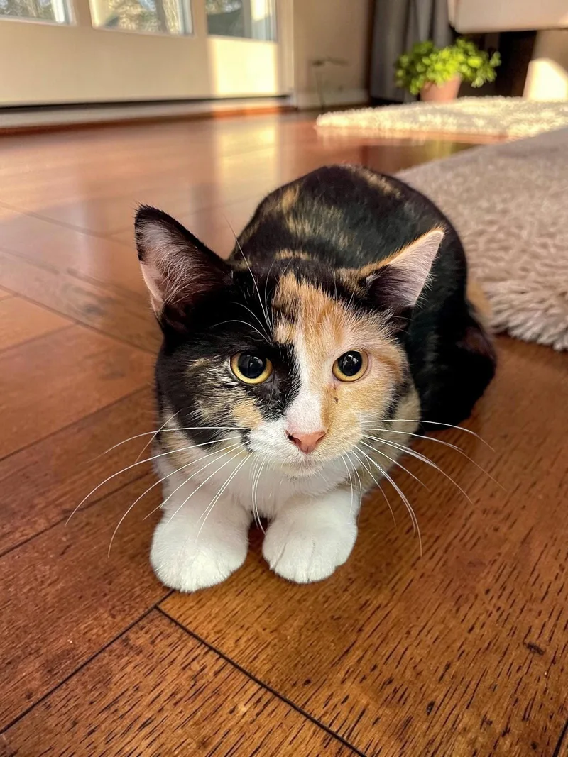A baby medium-sized female Domestic Short Hair cat named Aurora for adoption in Champaign, IL