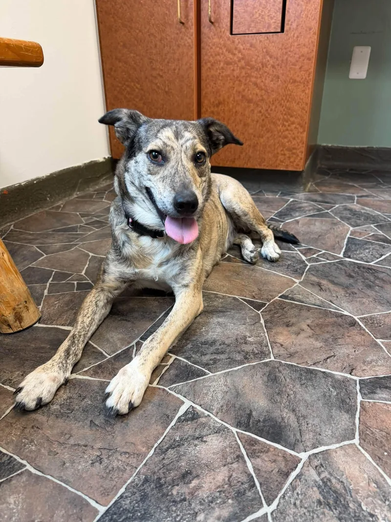 An adult medium-sized female Brindle Australian Cattle Dog / Blue Heeler dog named Smooch for adoption in Sterling Heights, MI