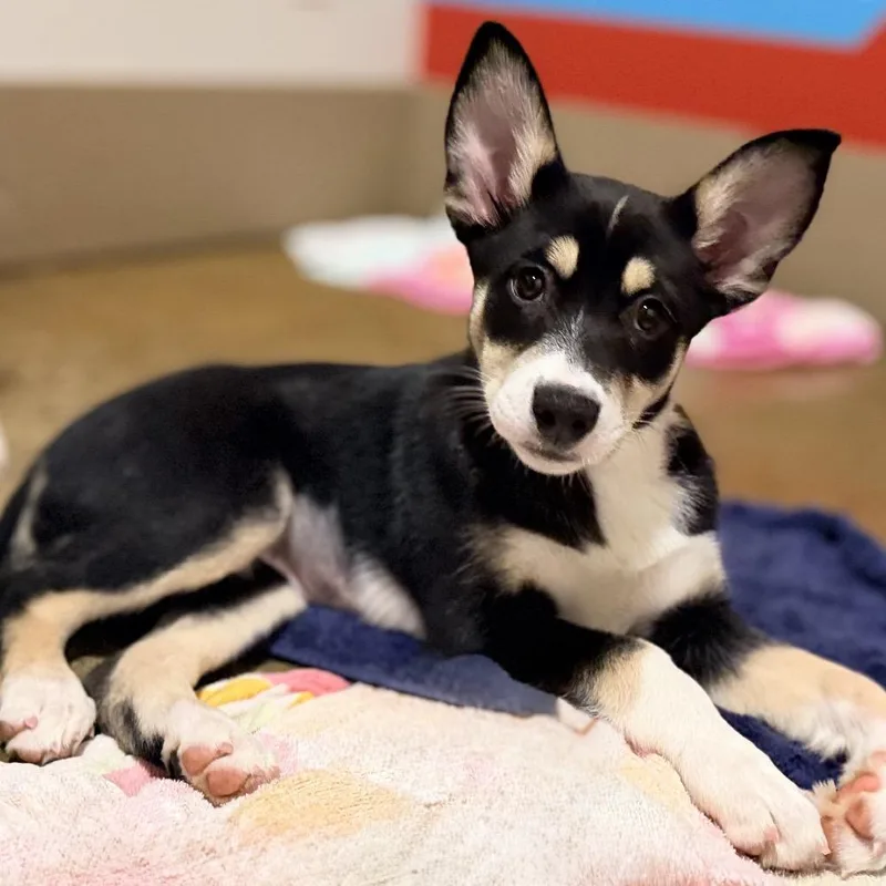 A baby medium-sized female Black Husky dog named Elsie for adoption in Green Bay, WI