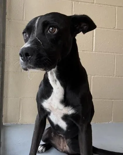 An adult medium-sized female Black Pit Bull Terrier dog named Cowgirl for adoption in Harlingen, TX