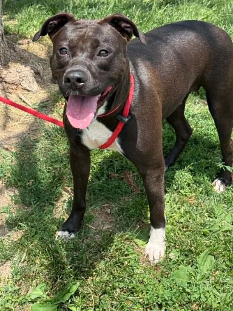 A young medium-sized female Black Pit Bull Terrier dog named Zelda for adoption in Springfield, IL