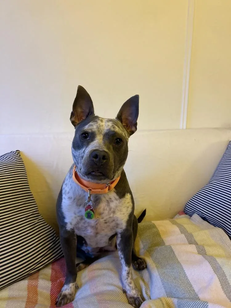An adult medium-sized female Mixed Breed dog named Freckles for adoption in New York, NY