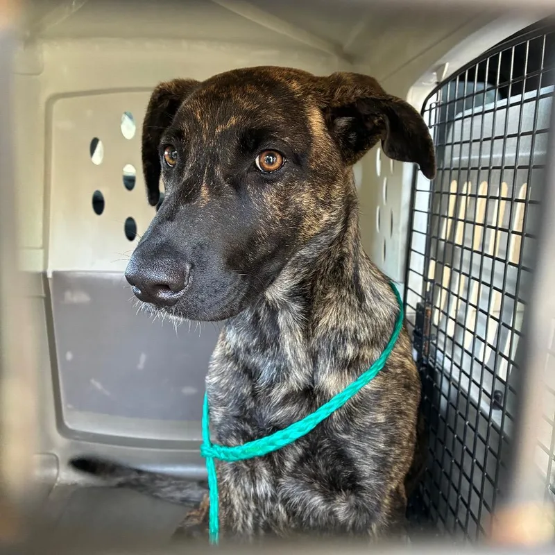 A young medium-sized female Brindle Terrier dog named Daiseymae for adoption in Montgomery, AL