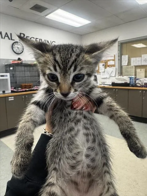 A baby small-sized male Domestic Short Hair cat named Surfer for adoption in Van Nuys, CA