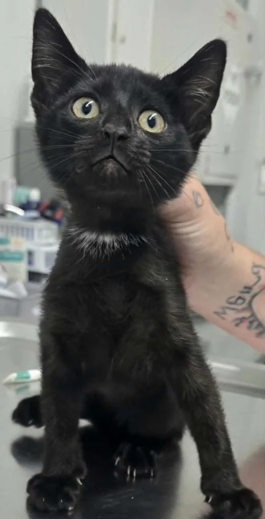 A young small-sized male Domestic Short Hair cat named Korky for adoption in Hillsdale, IN