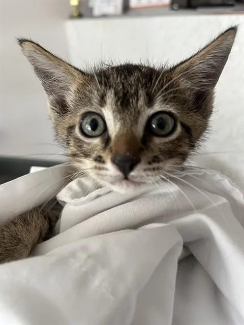 A baby small-sized male Domestic Short Hair cat named A for adoption in Fort Lauderdale, FL