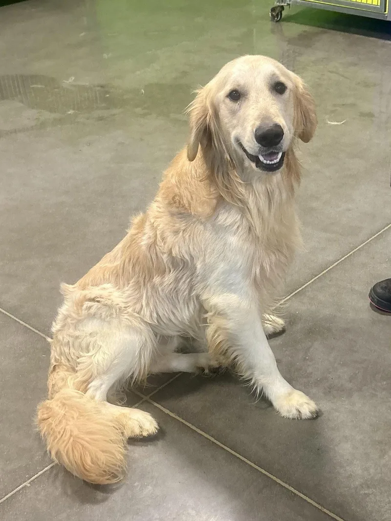A young large-sized male Golden Retriever dog named Buttersworth for adoption in Euless, TX